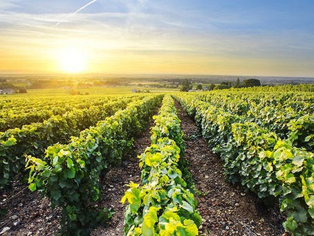 Gnojenje vinogradov in sadovnjakov