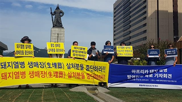 동물보호단체 “아프리카돼지열병 살처분 사실상 ‘생매장’…방역 구멍 뚫렸다” content media
