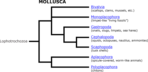 Mollusk family tree: Image Source: University of California Museum of Paleontology