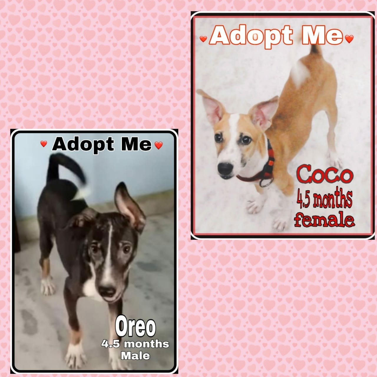 Adoption request. content media