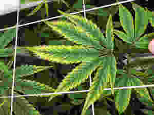 Cannabis plant PH lockout