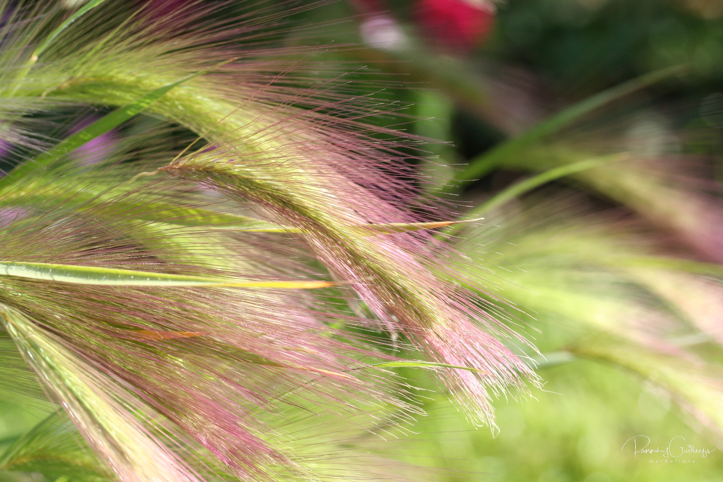 Hordeum jubatum content media