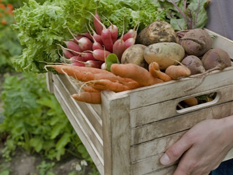 Vitamine-Gemüse