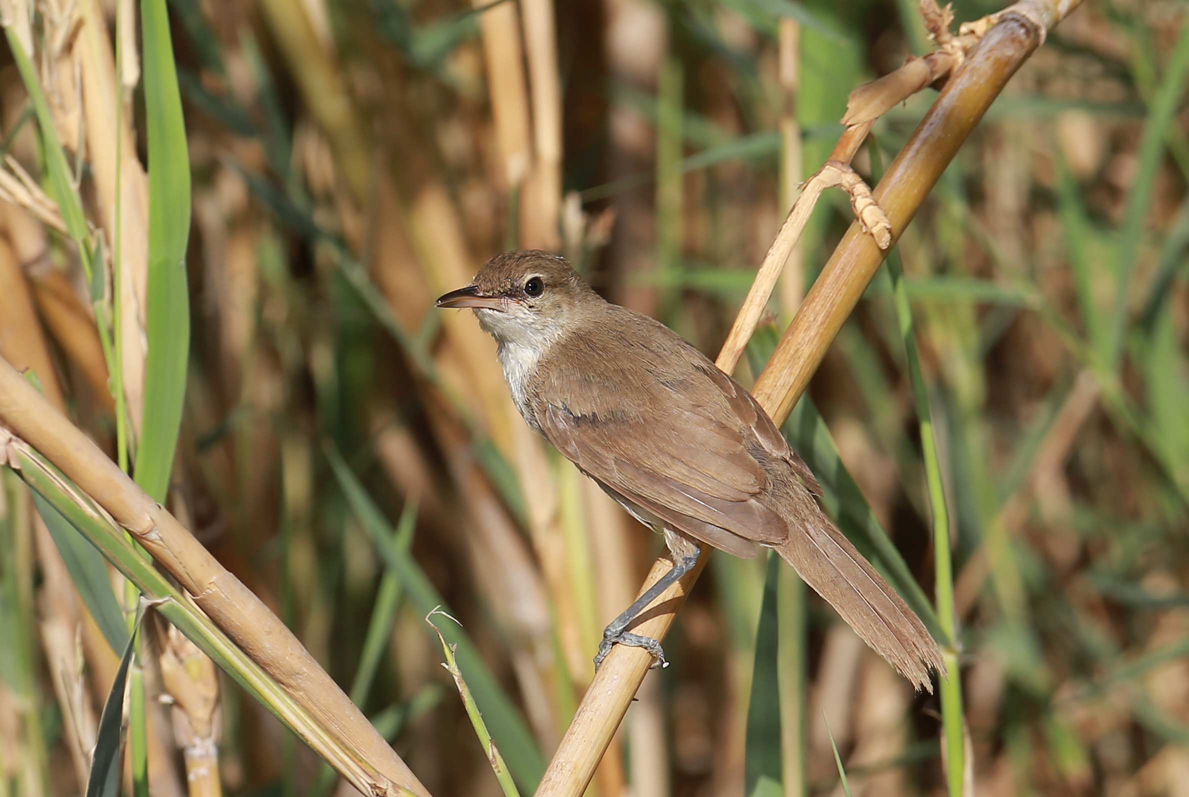 Help with ID of a Warbler please content media