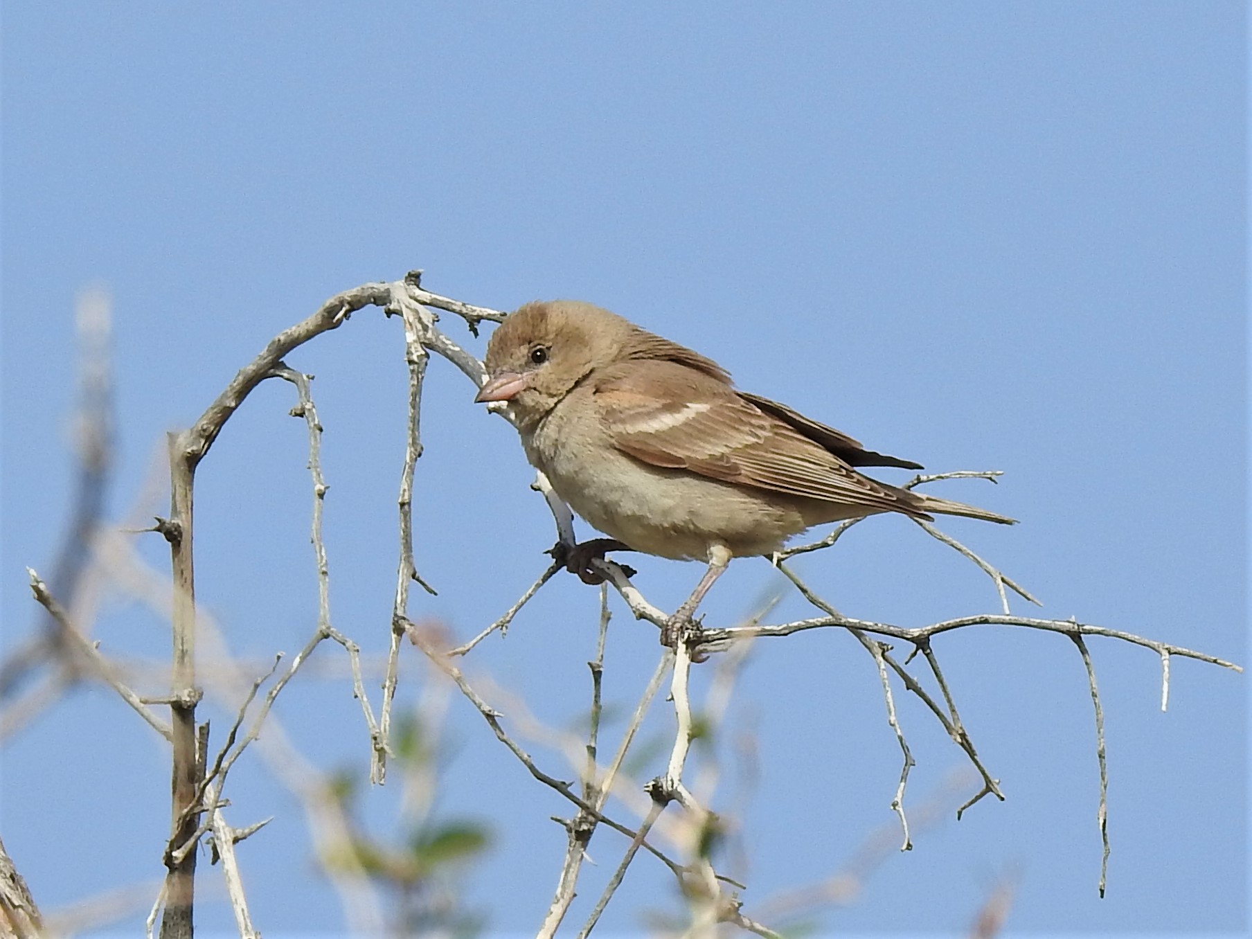 Masafi Wadi - 27 April 2019 - Sparrow ID content media