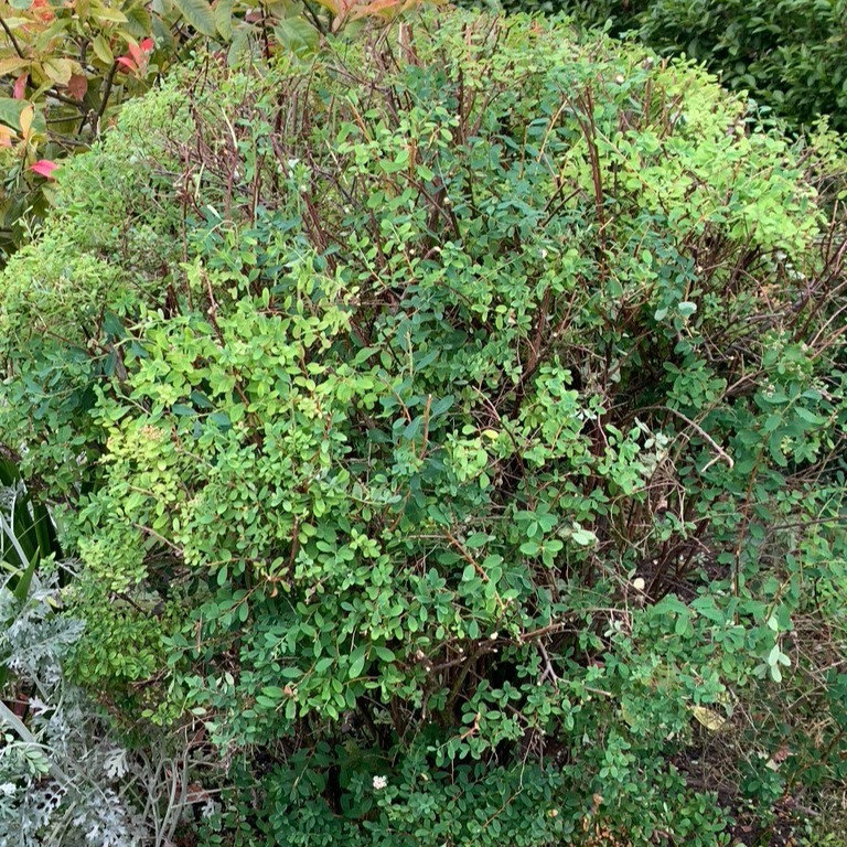 Pruning Spiraea japonica