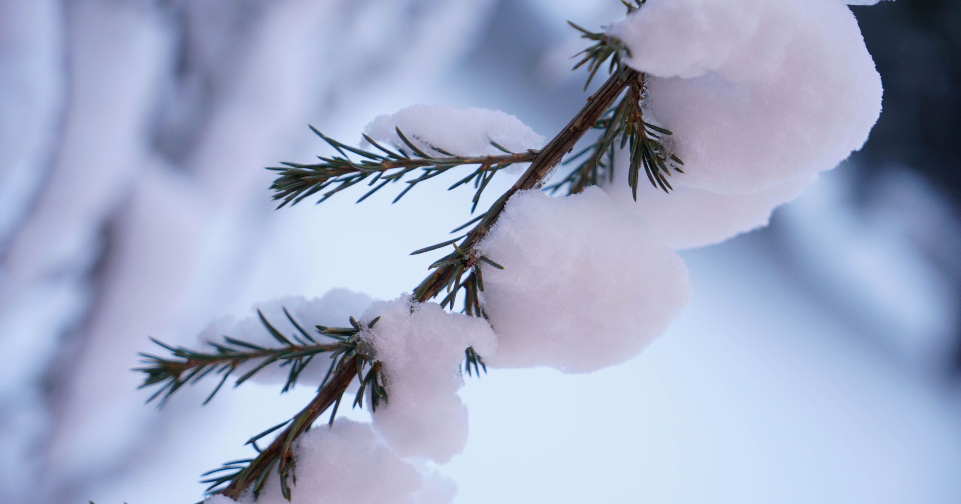 Seeds Don't Mind Snow content media