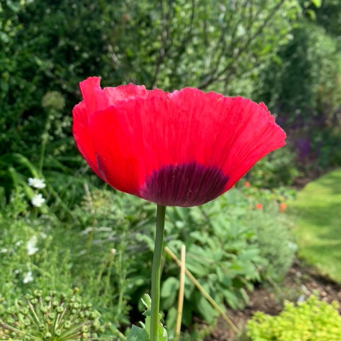 poppy