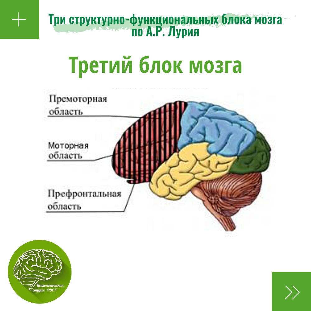 Три блока мозга по лурия понятная схема