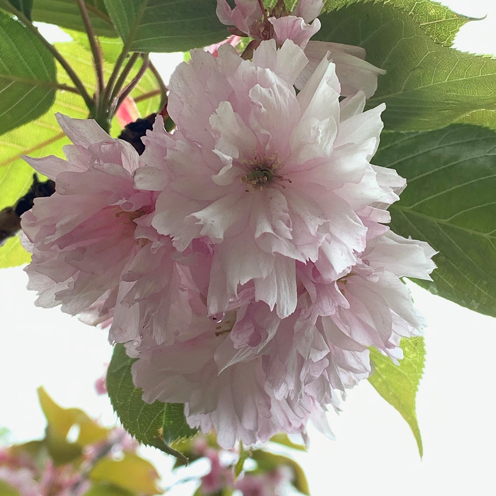 Ornamental. cherry, Prunus kanzan