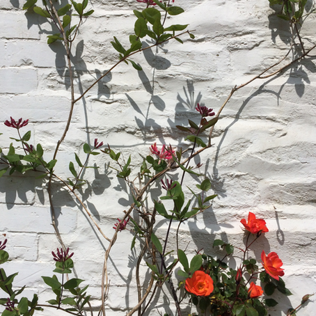 RHS Chelsea Flower Show 2020 goes digital.