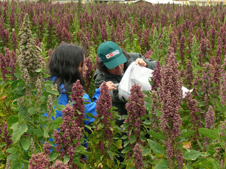 Ayacucho duplicó exportaciones de quinua en 2019 al sumar 1,773 toneladas
