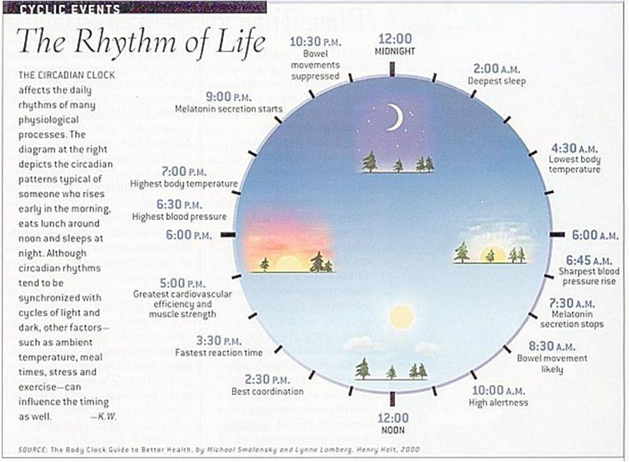 Circadian Rhythms and EMF Hygiene