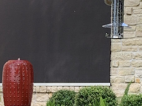 Bird & Squirrel Ponder Their Next Bite