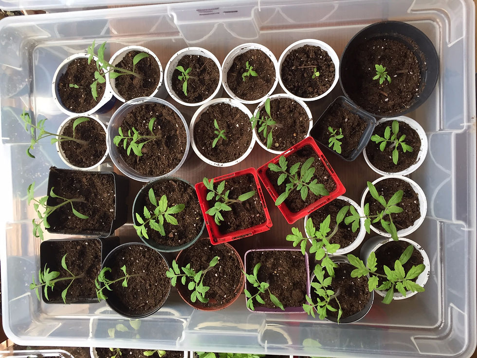 Quarantine = Garden Time