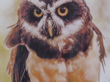 めがねフクロウの面白野鳥ネ-ム10選です