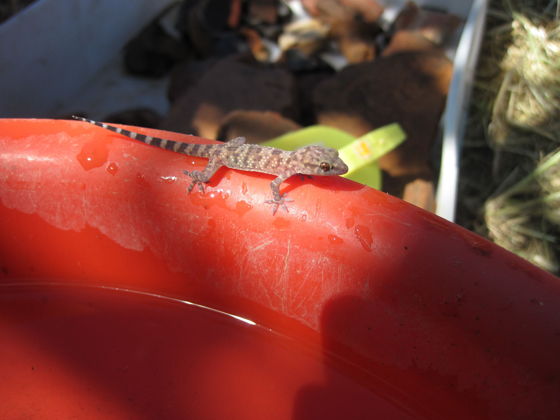 italy, lizard