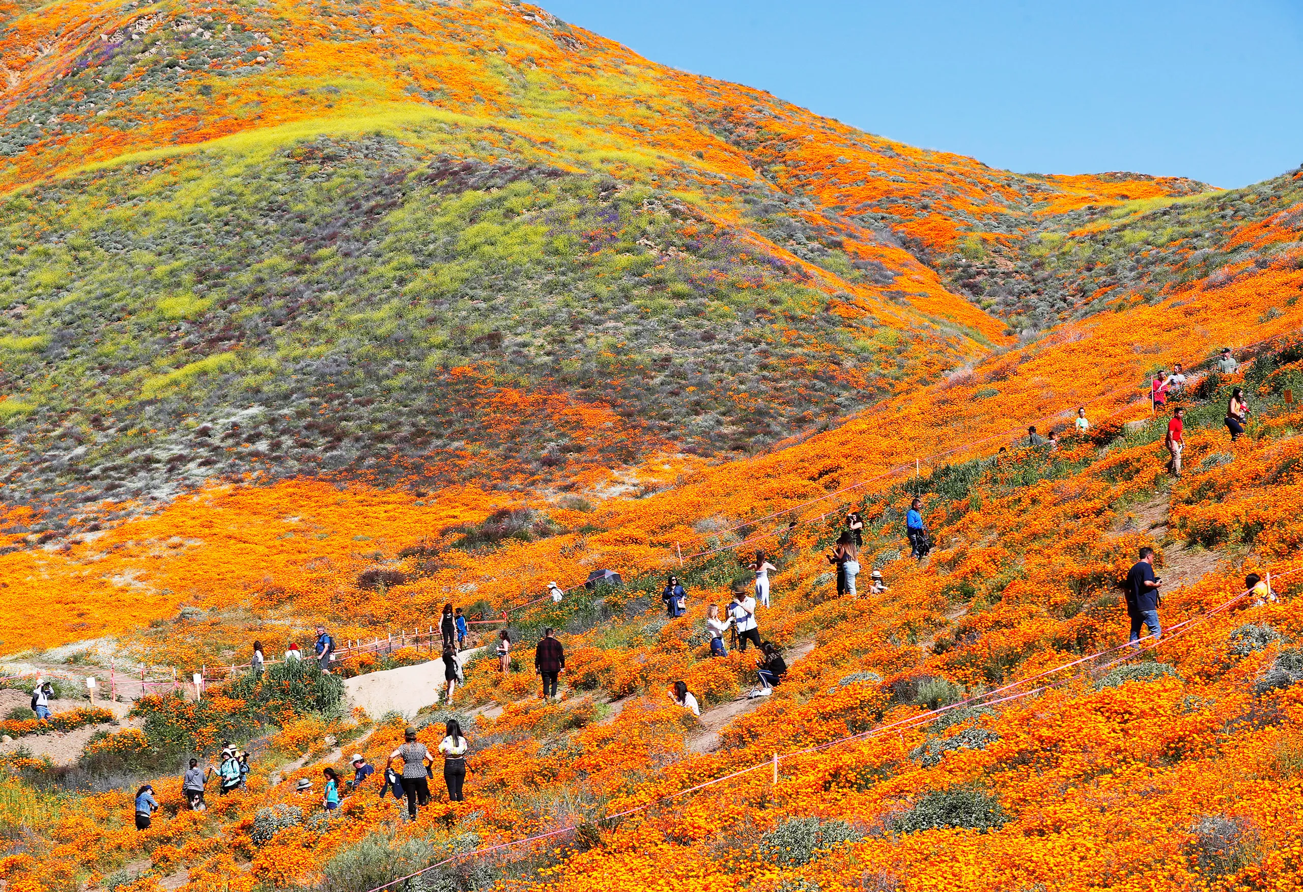 Walker Canyon Trail에 파피 플라워가 가득 피었다고 하네요 content media