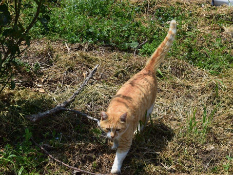 草刈り、草刈り、草刈り