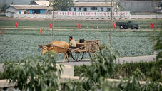 Norte ou Sul: Que Coreia enfrenta uma “crise alimentar”?