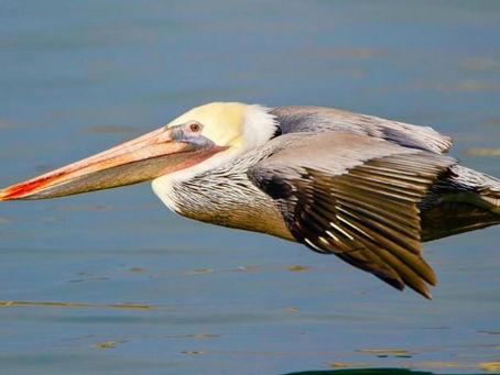 Pelican in Flight