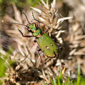 Withycombe Raleigh Common- beetle