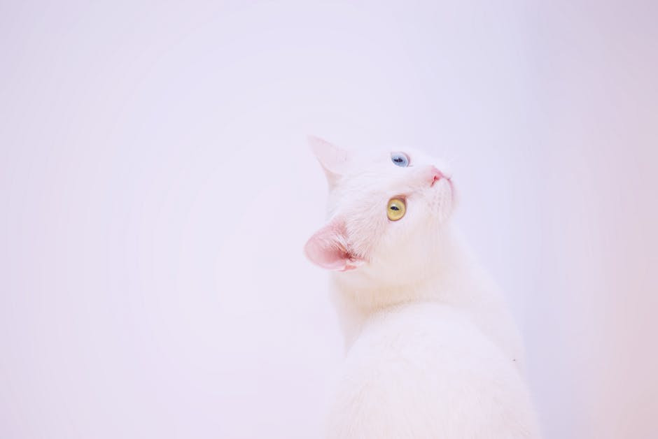 gato, ojos, color de ojos, test, personalidad, sé el jefe, hectorrc.com
