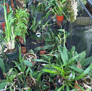 Free the Orchids! A Visit to Rio Grande Botanic Garden