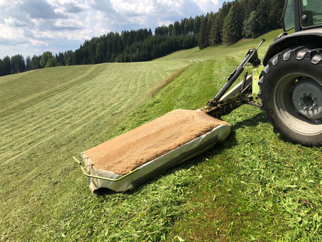 Gräser und Kräuter