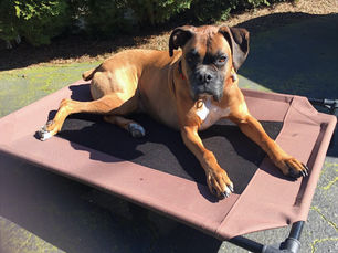 Lead Your Pack with 'No Free Lunch' Dog Training