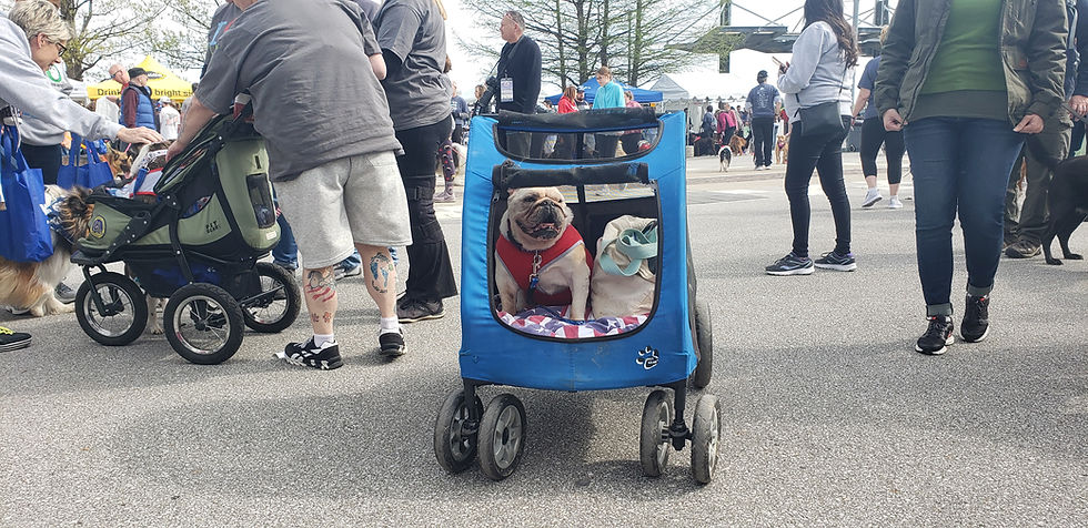 Bulldog in stroller