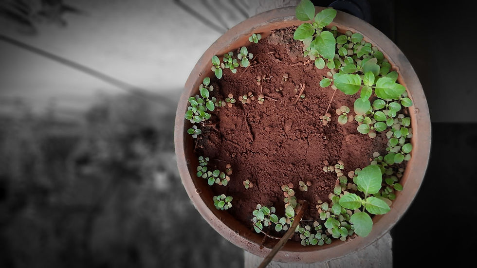 Tulsi