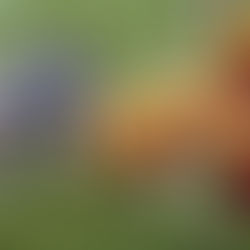 SU football’s ferocious defense sets tone