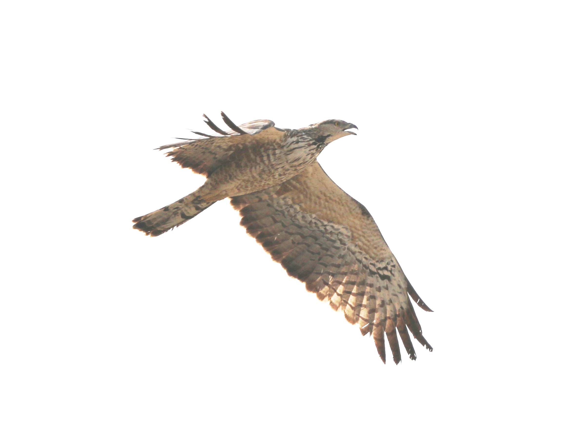 European Honey Buzzard or Oriental In Mushrif Park today 30 April 2019 content media