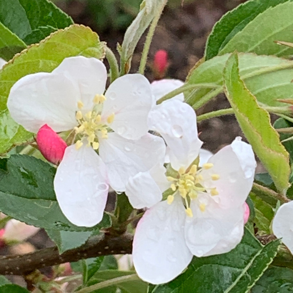 Crap Apple, Malus 'Comptesse de Paris'