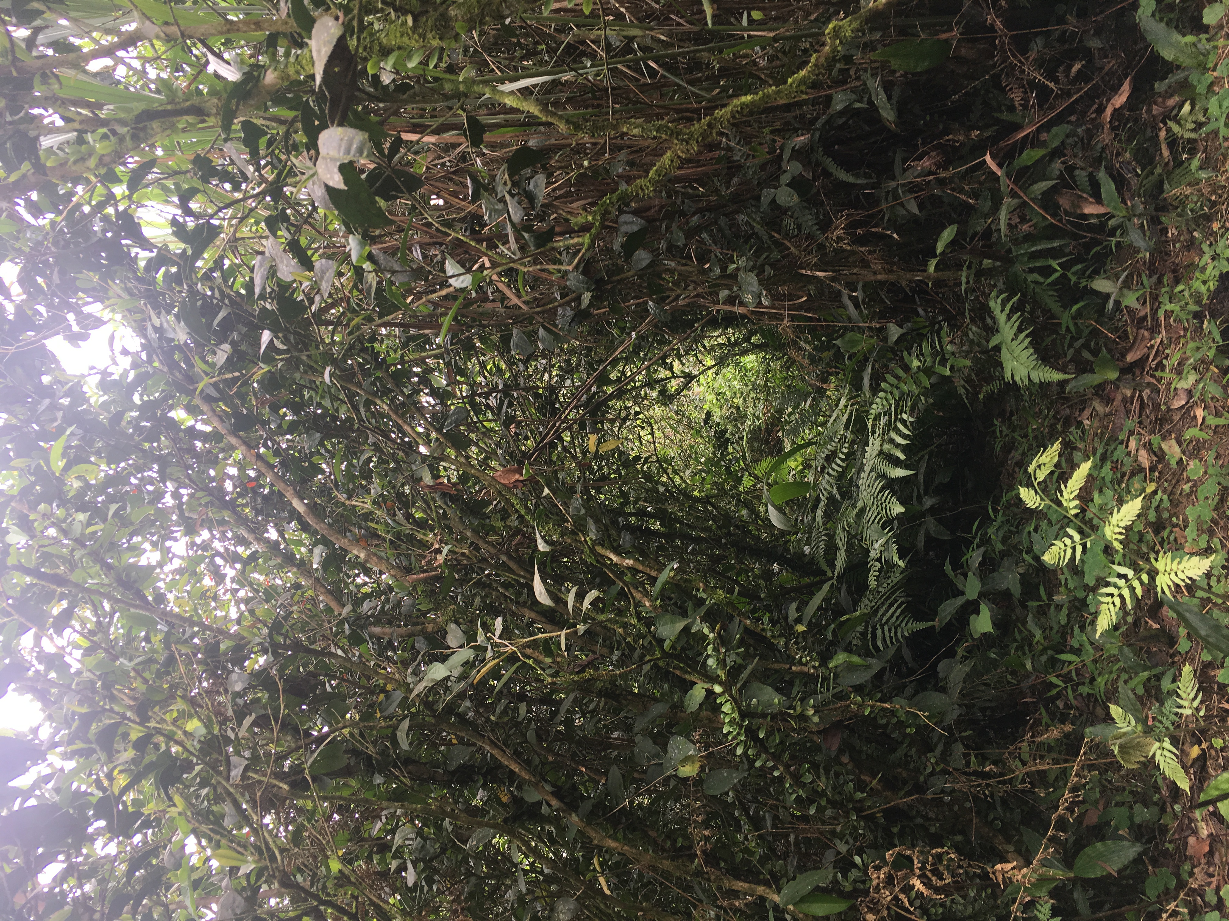 Taiwan's Wild Tea content media