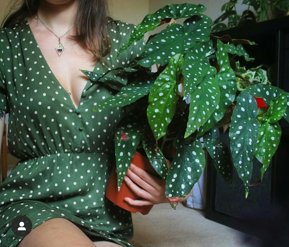 Plant Hashtags For Every Day Of The Week And Tips On Promoting Your Instagram Plant Account