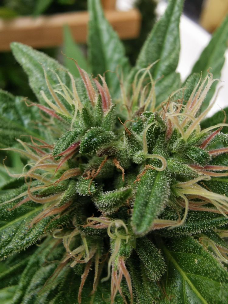 First Grow What Strain And How Long Till Harvest Outdoor Mrgrowit