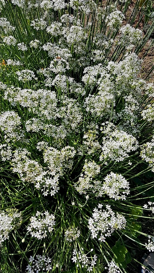 BuChu (부추) The Start of Spring