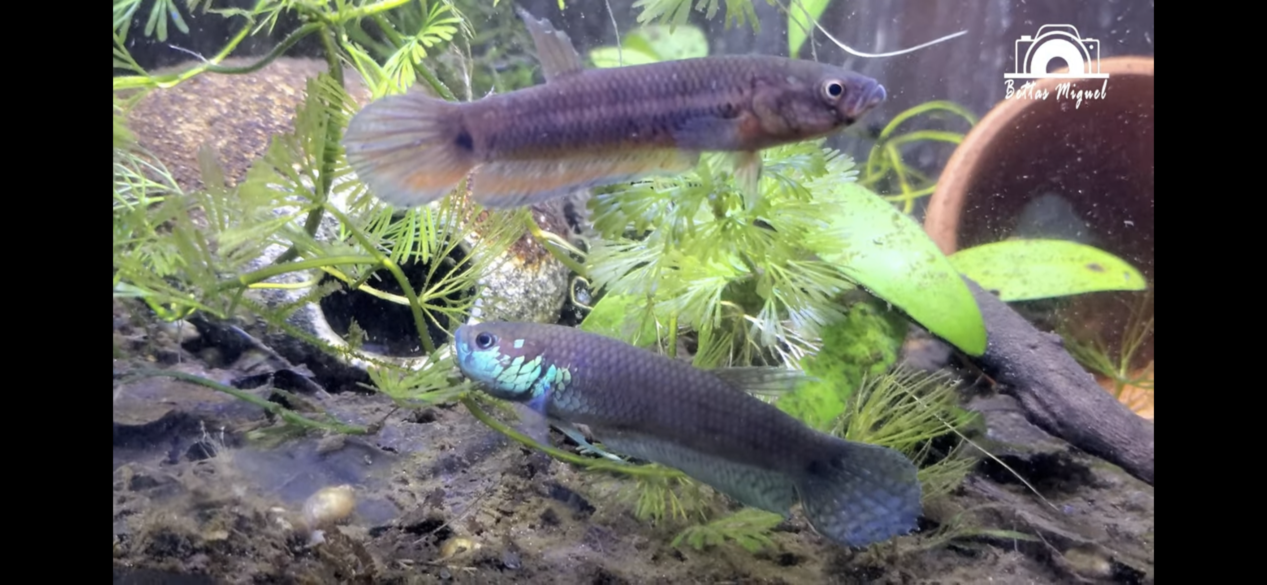 Wild Betta Species for sale content media