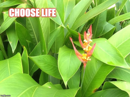 Choose Life - a drama based on Deuteronomy 30:15-20