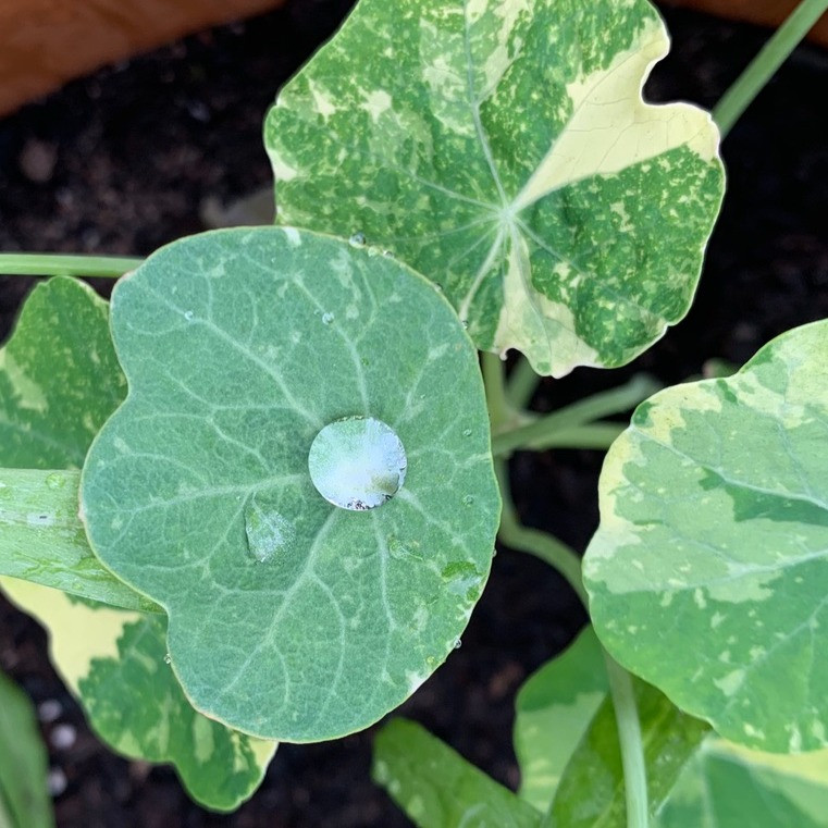 water on nasturtium leaf