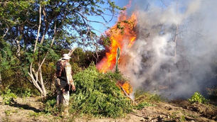 CIPE erradica mais de 6 mil pés de maconha em Xique-Xique.