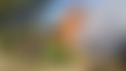 CIPE erradica mais de 6 mil pés de maconha em Xique-Xique.