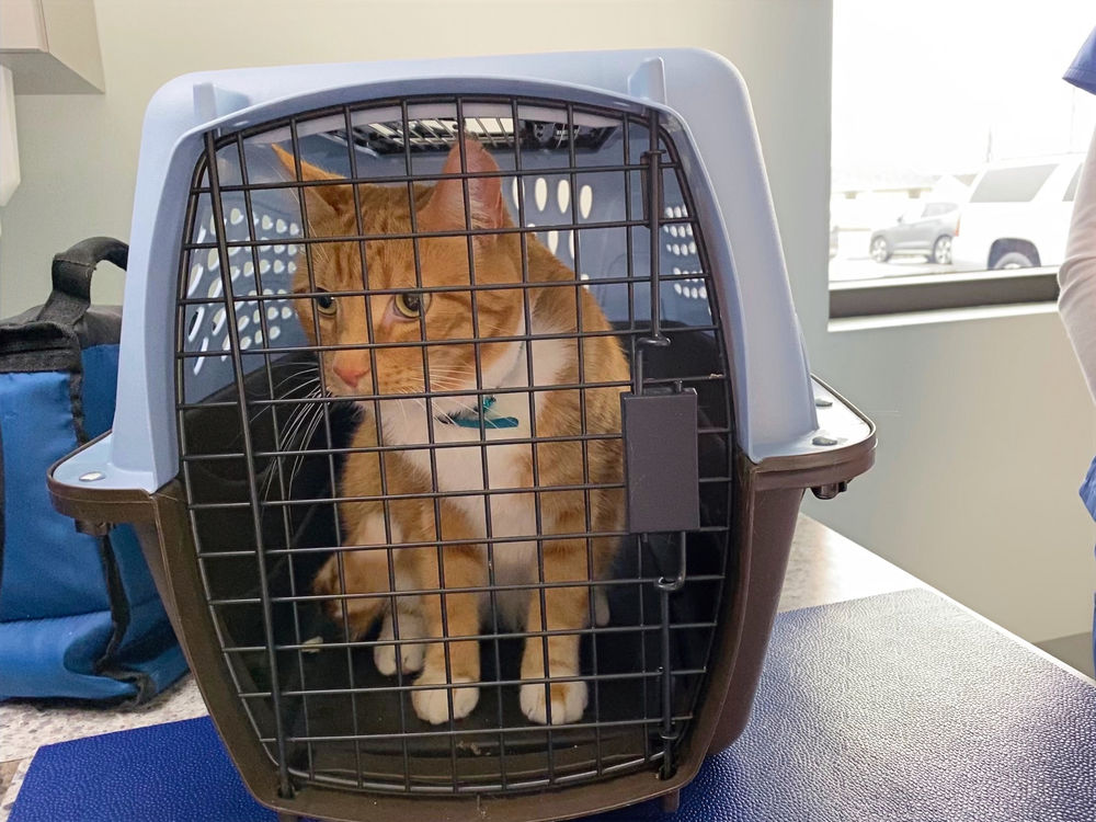 Why Should You Crate Train Your Cat?