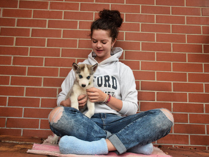 77. Husky