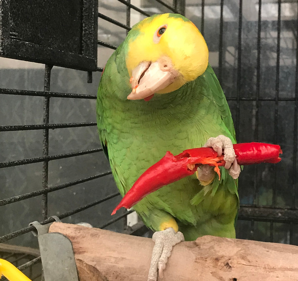 Double yellow Headed Amazon eating a chillie