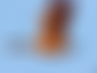 Goose in Flight Over Cosumnes River