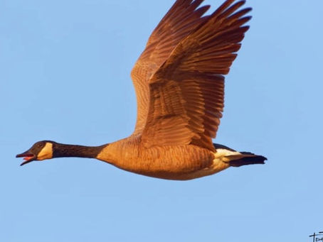 Goose in Flight Over Cosumnes River