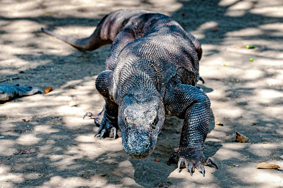 Highlights and photo locations in Flores, Indonesia: Komodo Dragon © 2012 Aaron Matzinger